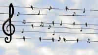 birds-2672101_1280